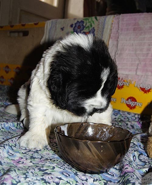 Фото: ньюфаундленд Супер Бизон Екатеринбург (Super Bizon Ekaterinburg)