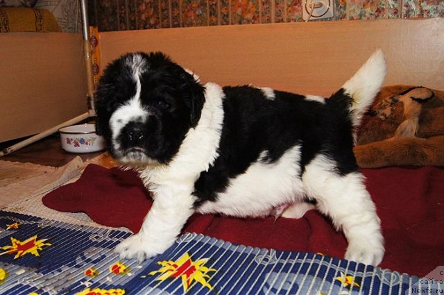 Фото: ньюфаундленд Супер Бизон Екатеринбург (Super Bizon Ekaterinburg)