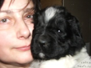 Фото: ньюфаундленд Плюшевая Панда Тайна Монрепо (Plushevaya Panda Tajna Monrepo)