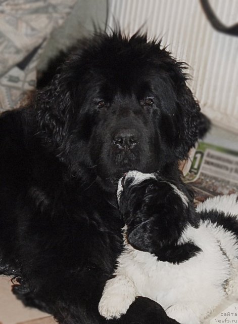 Фото: ньюфаундленд Сент Джонс Романсе оф Лав (Sent Djons Romance of Love)