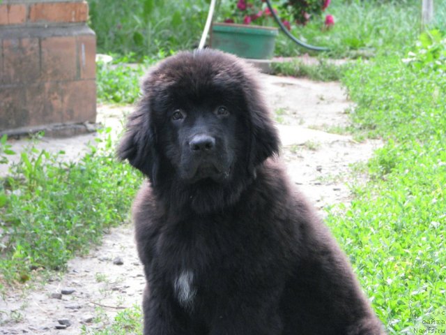 Фото: ньюфаундленд Velyke Malyatko Zaspiv Hvyli