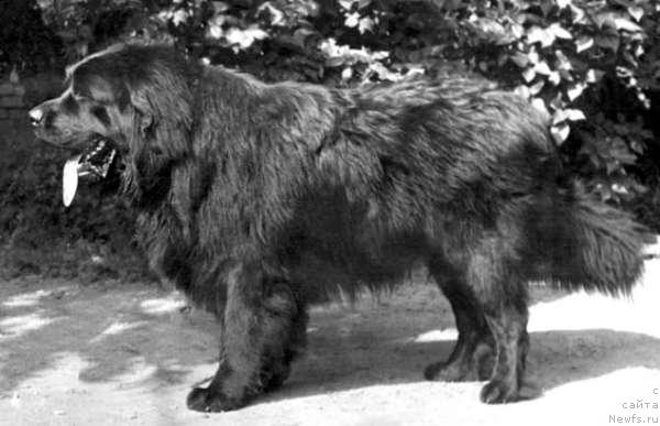 Фото: ньюфаундленд Зарев Мацони