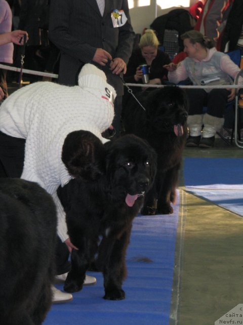 Фото: ньюфаундленд Velyke Malyatko Zaspiv Hvyli