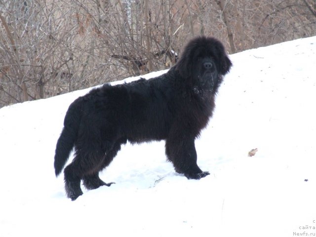 Фото: ньюфаундленд Velyke Malyatko Ya Volodar Mrij'