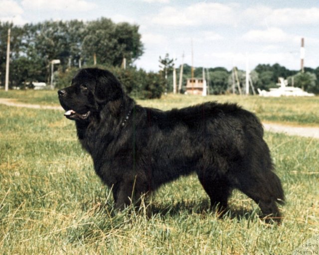 Фото: ньюфаундленд Есаул (Esaul)