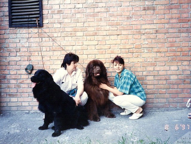 Фото: Джулия, Валерия Ракута, Эбен фом Канинхенберг, Наталья Павлюк, Наталья Павлюк, Валерия Ракута, ньюфаундленд Eben vom Kaninchenberg