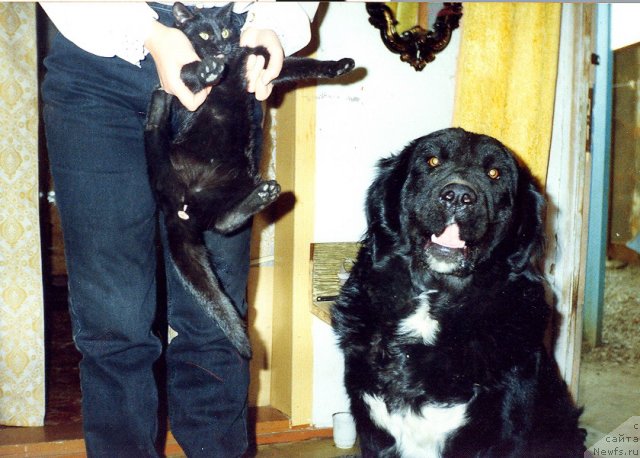 Фото: Панда