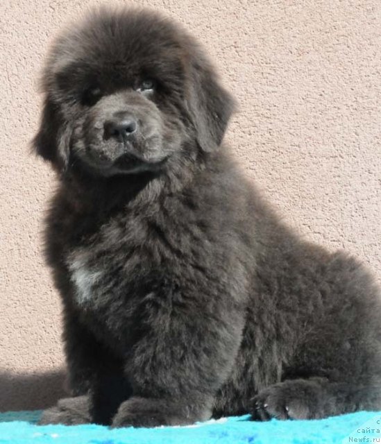 Фотография № 58959