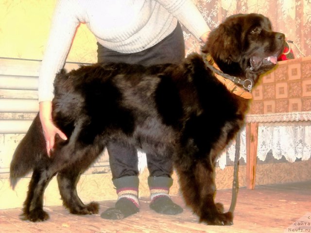 Фото: ньюфаундленд Фанньюф Яшка Хакер