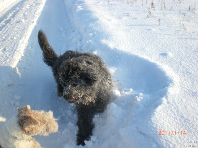 Фото: ньюфаундленд Миссия Блю фо Марлеон из Сибирской Глубинки