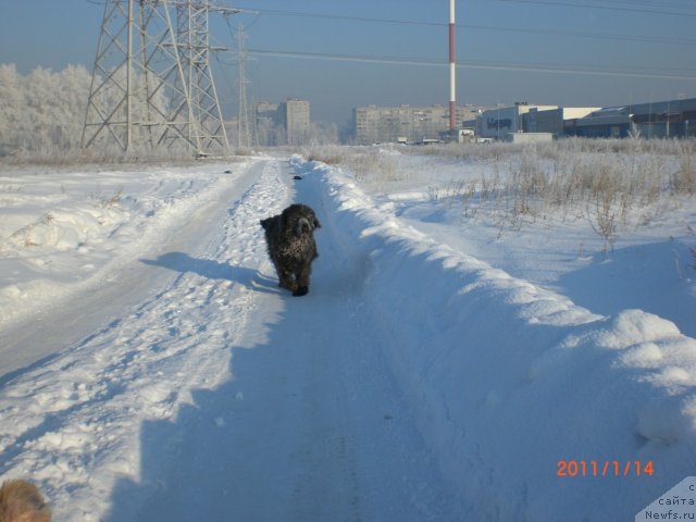 Фото: ньюфаундленд Миссия Блю фо Марлеон из Сибирской Глубинки