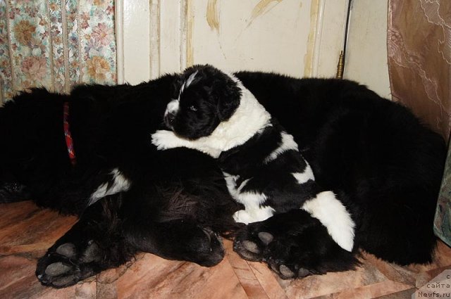 Фото: ньюфаундленд Супер Бизон Екатеринбург (Super Bizon Ekaterinburg), ньюфаундленд Супер Бизон Анталия