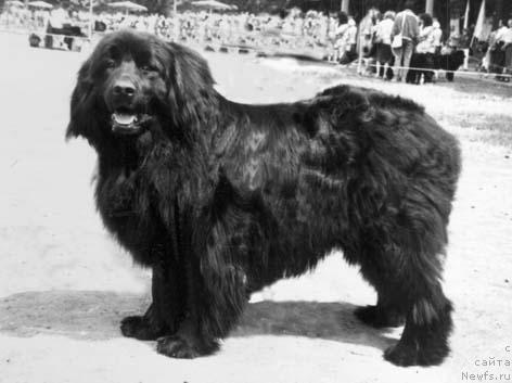 Фото: ньюфаундленд Кассандра Виг Де Вольф