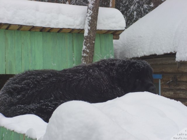 Фото: ньюфаундленд Барышня