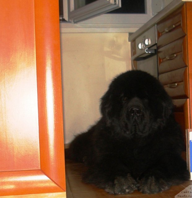 Фото: ньюфаундленд King of Helluland Choose Me