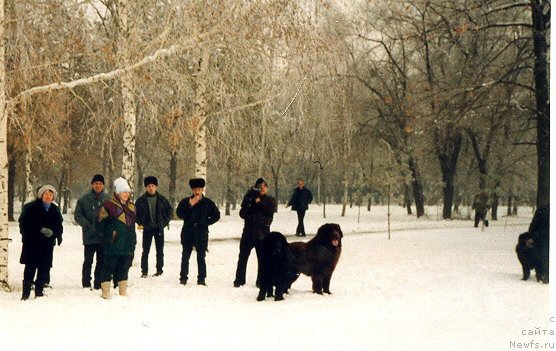 Фото: ньюфаундленд Мишенька из Медвежьего Яра, ньюфаундленд Мария Стюарт из Медвежьего Яра