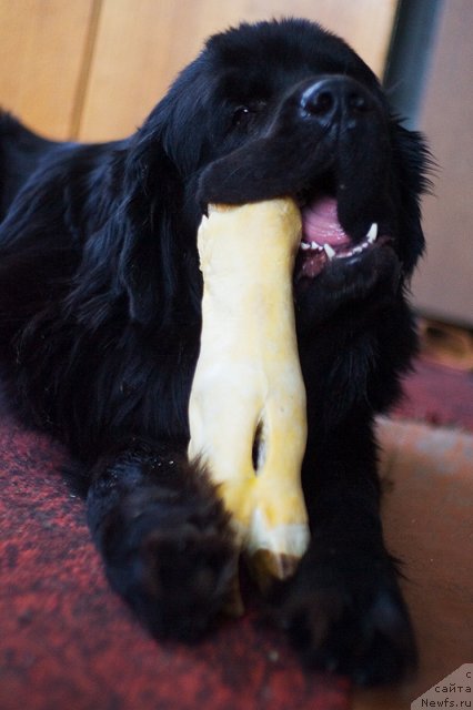 Фотография № 59066