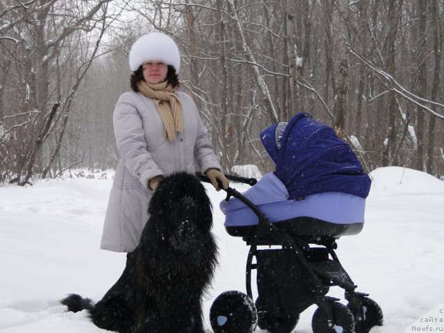 Фото: ньюфаундленд Супер Премиум Вашингтон, Елена Тищенко