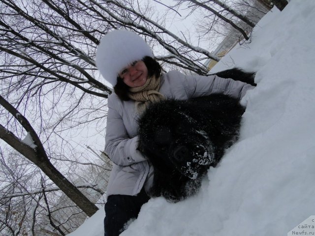 Фото: ньюфаундленд Супер Премиум Вашингтон, Елена Тищенко