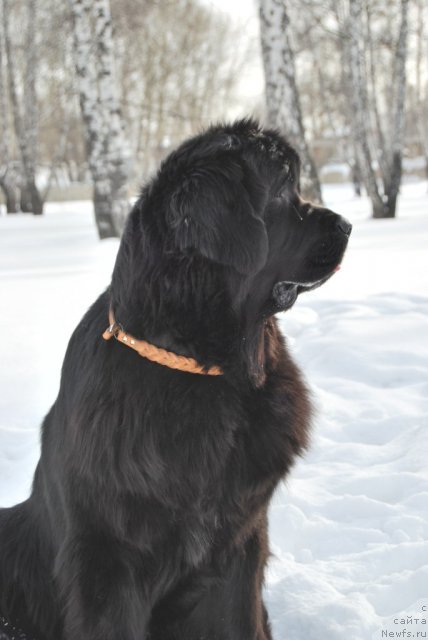 Фото: ньюфаундленд Формула Любви от Сибирского Медведя
