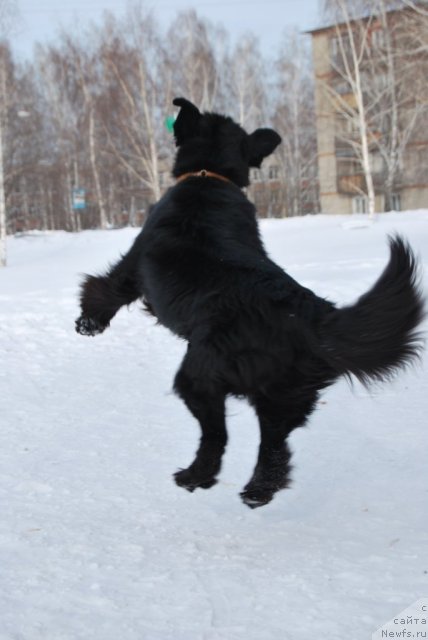 Фото: ньюфаундленд Формула Любви от Сибирского Медведя