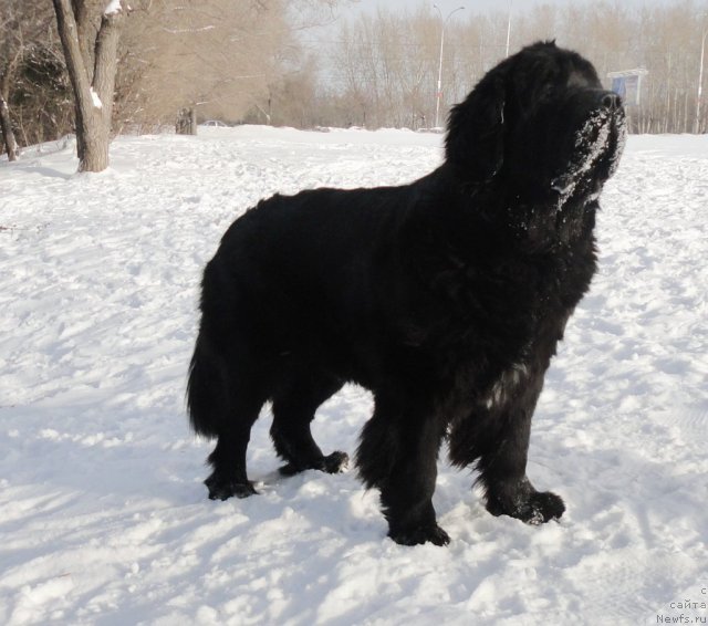 Фото: ньюфаундленд Арх Бьюти Одри Вольная Птица