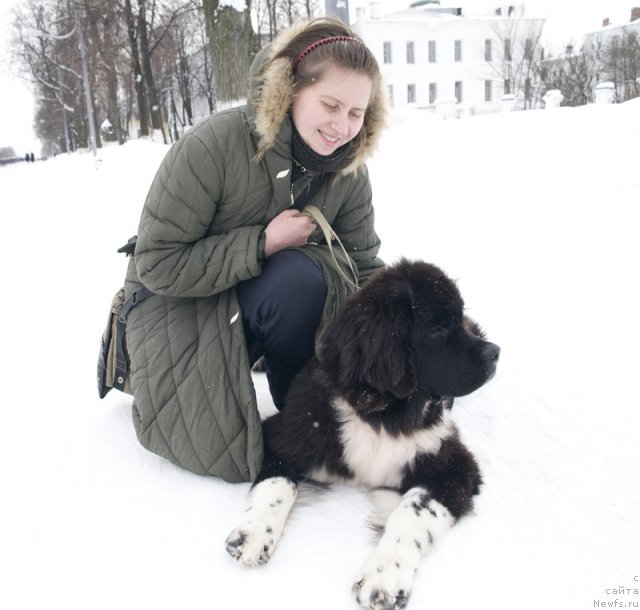 Фото: ньюфаундленд Старбимовлав Гардемарин, Алла Тузкова