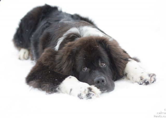 Фотография № 59096