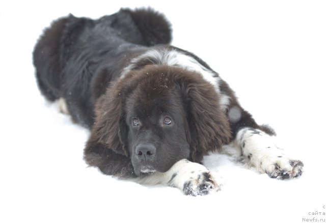 Фото: ньюфаундленд Старбимовлав Гардемарин