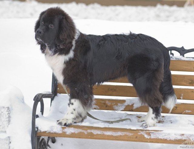 Фото: ньюфаундленд Старбимовлав Гардемарин