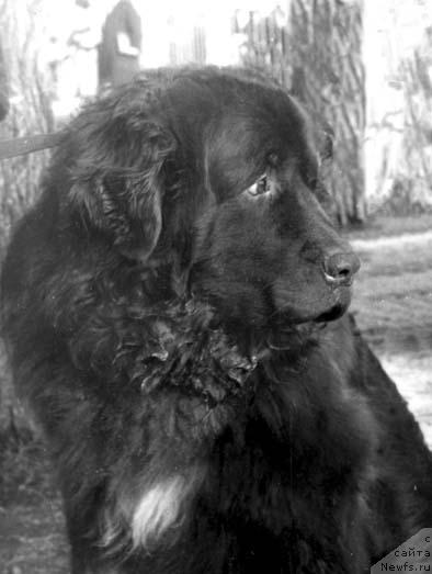 Фото: ньюфаундленд Руслан