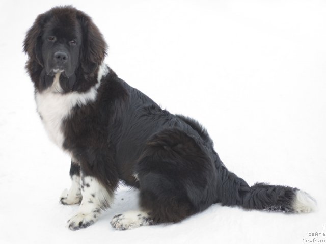 Фото: ньюфаундленд Старбимовлав Гардемарин