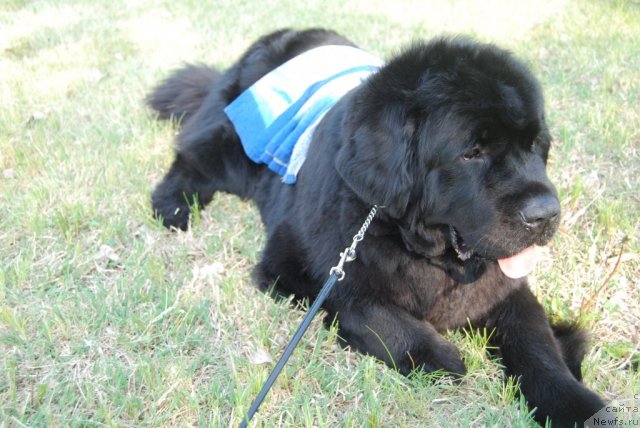 Фото: ньюфаундленд Face of an Angel Giant's Island