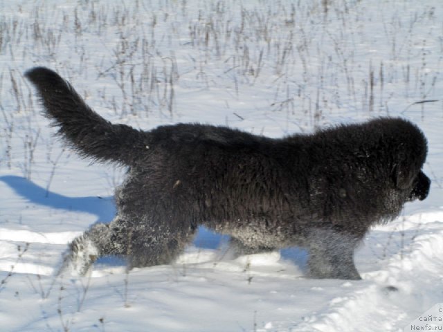 Фото: ньюфаундленд Бехер Юлиус Голд