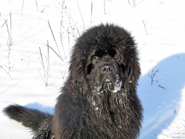 Фото: ньюфаундленд Бехер Юлиус Голд