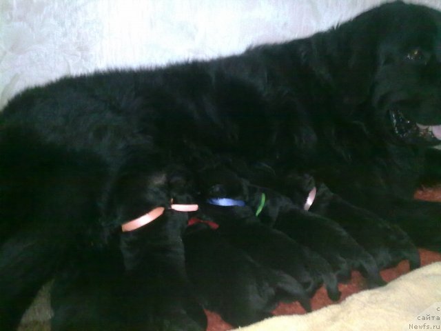 Фото: ньюфаундленд Великий Медведь Загадка