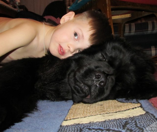 Фото: ньюфаундленд Их Высочество Владлена Маджикс