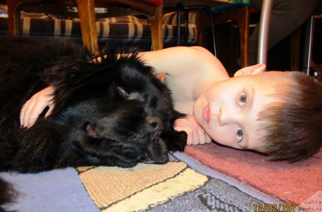 Фото: ньюфаундленд Их Высочество Владлена Маджикс