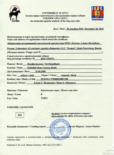 Фото: ньюфаундленд Пчёлкин Дом Восторг Души (Pchiolkin Dom Vostorg Dushi)