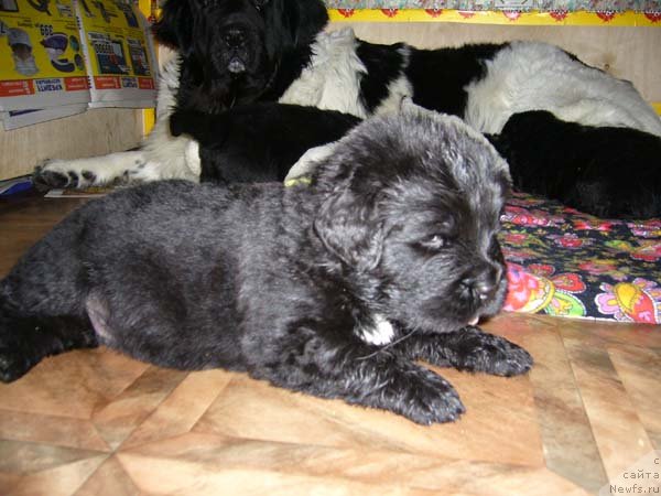 Фото: ньюфаундленд Супер Бизон Астория