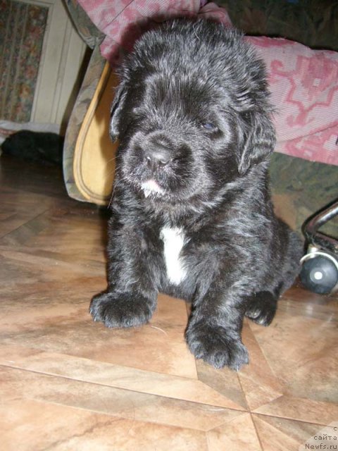 Фото: ньюфаундленд Супер Бизон Астория