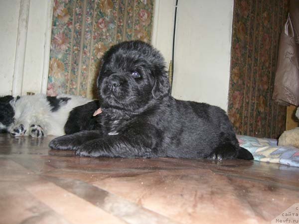 Фото: ньюфаундленд Супер Бизон Астория