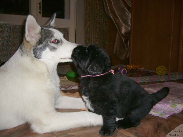 Фото: ньюфаундленд Супер Бизон Астория