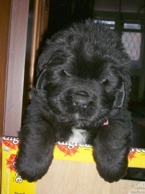 Фото: ньюфаундленд Супер Бизон Астория