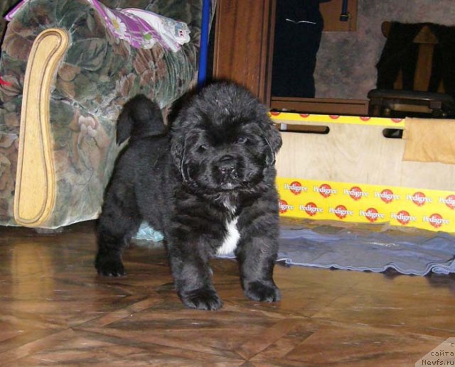 Фото: ньюфаундленд Супер Бизон Астория