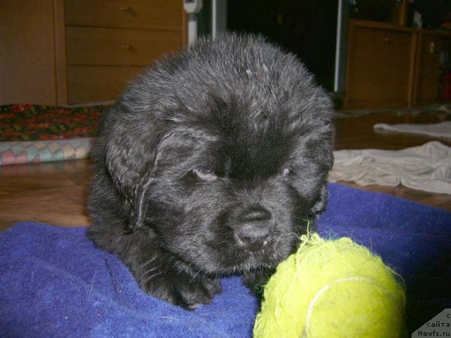 Фото: ньюфаундленд Супер Бизон Астория