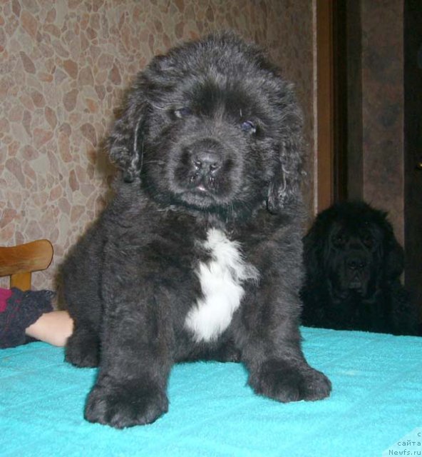 Фотография № 59133