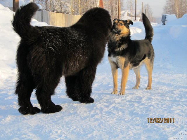 Фото: ньюфаундленд Их Высочество Владлена Маджикс