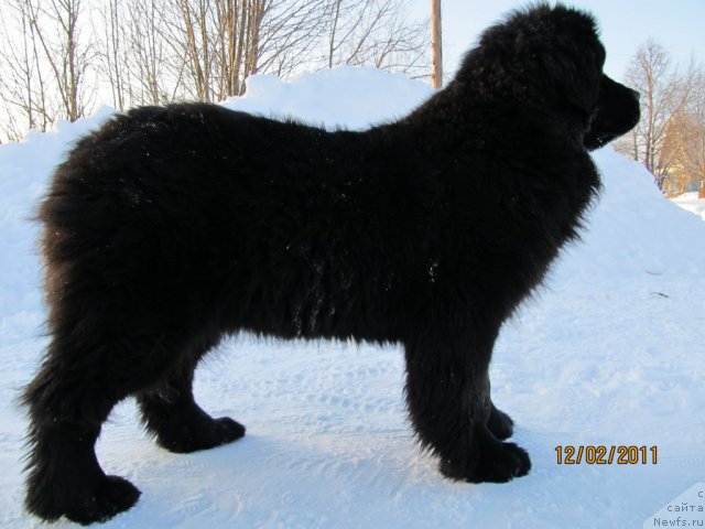 Фото: ньюфаундленд Их Высочество Владлена Маджикс