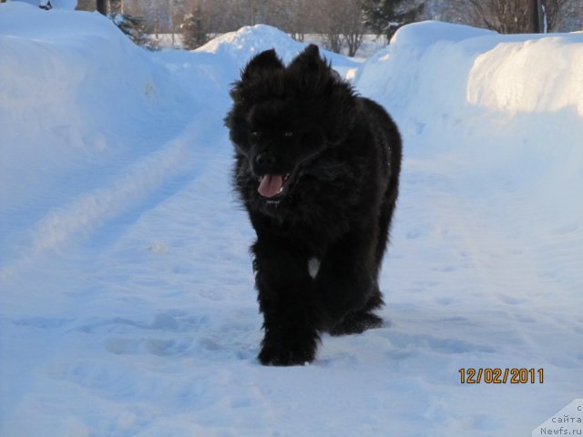 Фото: ньюфаундленд Их Высочество Владлена Маджикс